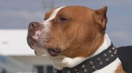 Cani, le ultime aggressioni a Cagliari ed Erba thumbnail