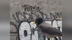 Bologna, parco invaso dalle cornacchie