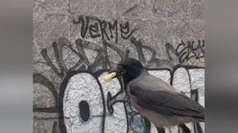 Bologna, parco invaso dalle cornacchie thumbnail