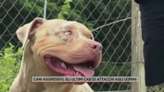 Cani aggressivi, gli ultimi casi di attacchi agli uomini