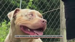 Cani aggressivi, gli ultimi casi di attacchi agli uomini thumbnail