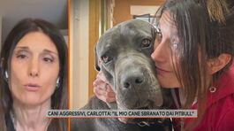 Cani aggressivi, Carlotta: "Il mio cane sbranato dai pitbull" thumbnail