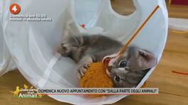 Domenica nuovo appuntamento con "Dalla parte degli animali" thumbnail