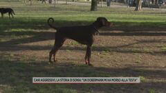 Cani aggressivi, la storia di Sonia: "Un dobermann mi ha morso alla testa"