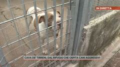 Cava de' Tirreni, dal rifugio che ospita cani aggressivi