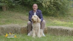 Spinone italiano