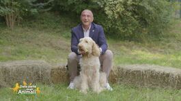 Spinone italiano thumbnail