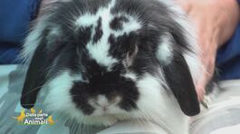 Il simpatico coniglietto Hoggie thumbnail