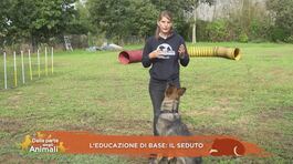 L'educazione di base: il seduto thumbnail