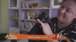Adozione: l'emozione di una vita per sempre insieme thumbnail