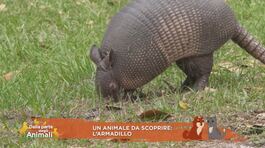 Un animale da scoprire: l'armadillo thumbnail