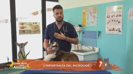 L'importanza del microchip thumbnail
