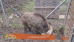 Il cinghiale Dondo