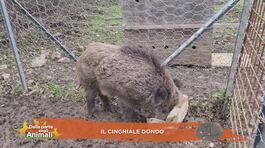 Il cinghiale Dondo thumbnail