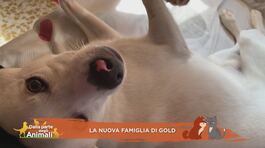 La nuova famiglia di Gold thumbnail