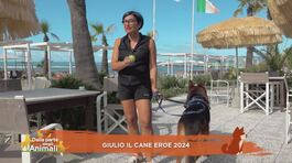 Giulio il cane eroe 2024 thumbnail