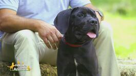 Il cane corso thumbnail