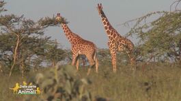 La giraffa thumbnail