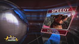Speedy News thumbnail
