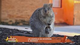 Un animale da scoprire: il quokka thumbnail