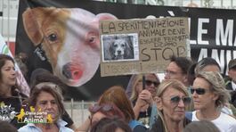 Manifestazione contro la sperimentazione animale thumbnail