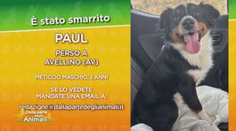 SOS animali thumbnail