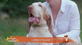 Il bracco italiano thumbnail