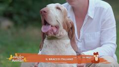 Il bracco italiano