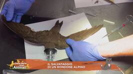 Il salvataggio di un rondone alpino thumbnail
