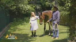 Un cavallo per amico thumbnail
