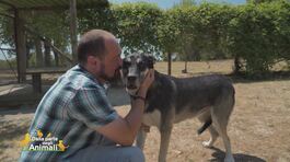 Un'adozione in canile thumbnail