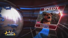 Le Speedy News thumbnail