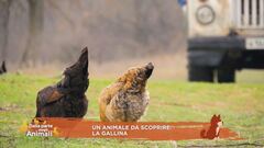 Un animale da scoprire: la gallina