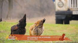 Un animale da scoprire: la gallina thumbnail