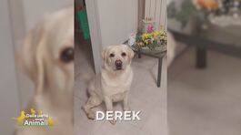 Ritroviamo Derek thumbnail