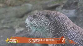 La lontra thumbnail