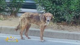 Il salvataggio di un cagnolino abbandonato thumbnail