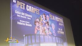 Il Pet Carpet Film Festival thumbnail