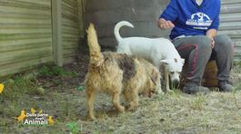 Shirley e Morgan thumbnail