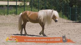 Un cavallo per amico: il cavallo avelignese o Haflinger thumbnail