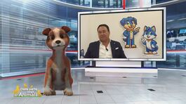 I costi di un animale domestico thumbnail