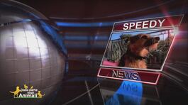 Speedy News thumbnail