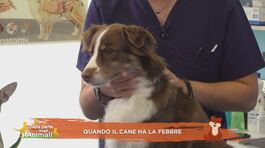 I consigli del vet thumbnail