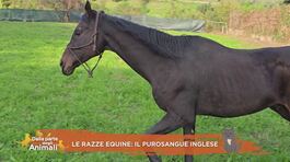 Le razze equine: il purosangue inglese thumbnail