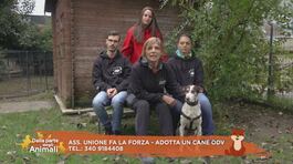 Associazione unione fa la forza - Adotta un cane thumbnail