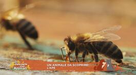 Un animale da scoprire: l'ape thumbnail