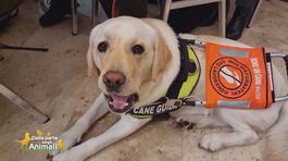 Giornata nazionale del cane guida thumbnail
