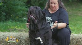 Il mastino napoletano thumbnail