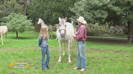 Le razze equine: il cavallo andaluso o pura razza spagnola thumbnail