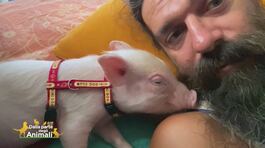 Totò, un maialino fortunato thumbnail
